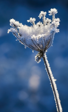 霜染野生植物图片